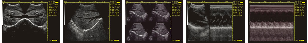 V-20掌上B型超聲診斷儀(動物版)一流的數字成像技術，圖像更清晰